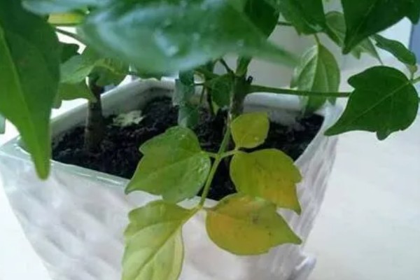 幸福树枯萎了能不能活,清除枯萎腐烂部位再消毒重栽便不会死亡