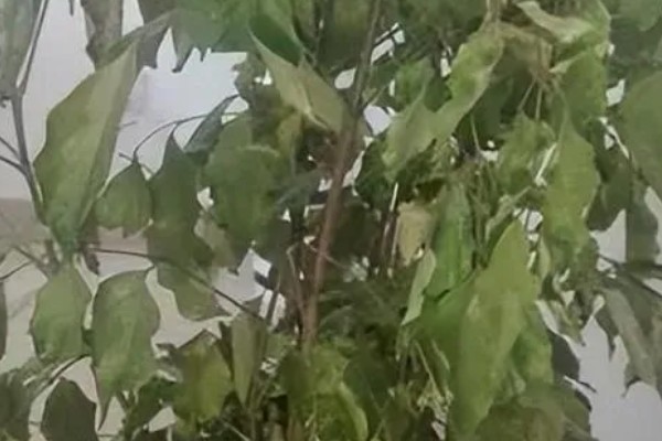 幸福树枯萎了能不能活,清除枯萎腐烂部位再消毒重栽便不会死亡