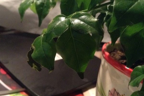 幸福树枯萎了能不能活,清除枯萎腐烂部位再消毒重栽便不会死亡