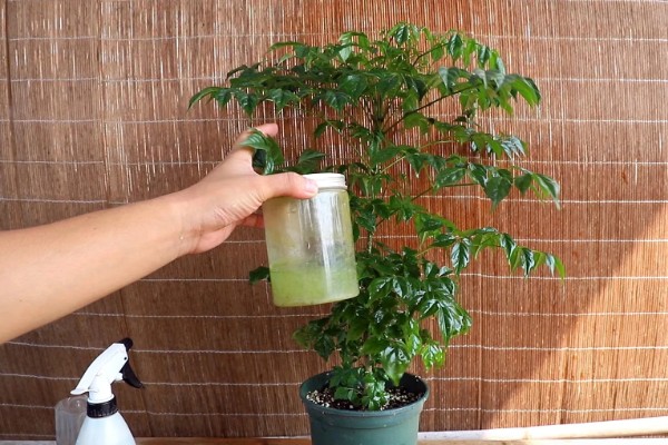 幸福树枯萎了能不能活,清除枯萎腐烂部位再消毒重栽便不会死亡