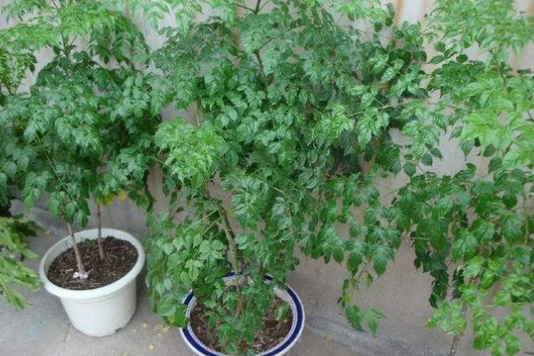 幸福树枯萎了能不能活,清除枯萎腐烂部位再消毒重栽便不会死亡