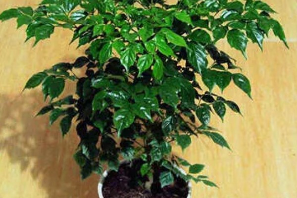 幸福树枯萎了能不能活,清除枯萎腐烂部位再消毒重栽便不会死亡