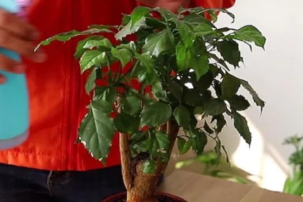 幸福树枯萎了能不能活,清除枯萎腐烂部位再消毒重栽便不会死亡