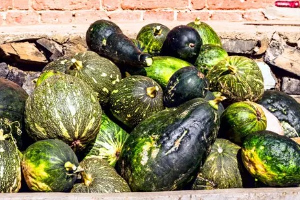 窝瓜可以放冰箱吗,可以放在冰箱冷藏或冷冻