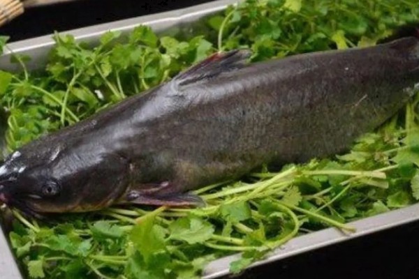 梭边鱼属于哪种鱼，是一种底栖鱼类