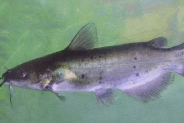 梭边鱼属于哪种鱼，是一种底栖鱼类