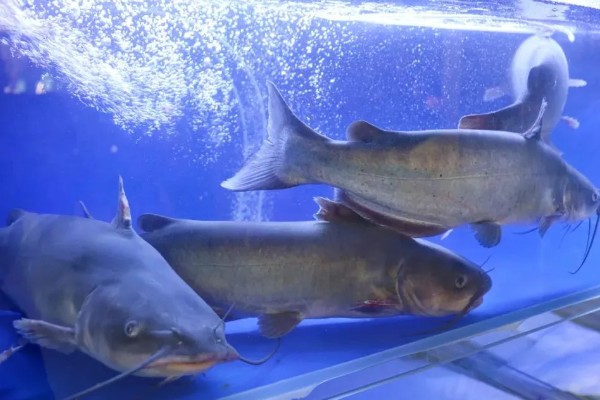 梭边鱼属于哪种鱼，是一种底栖鱼类