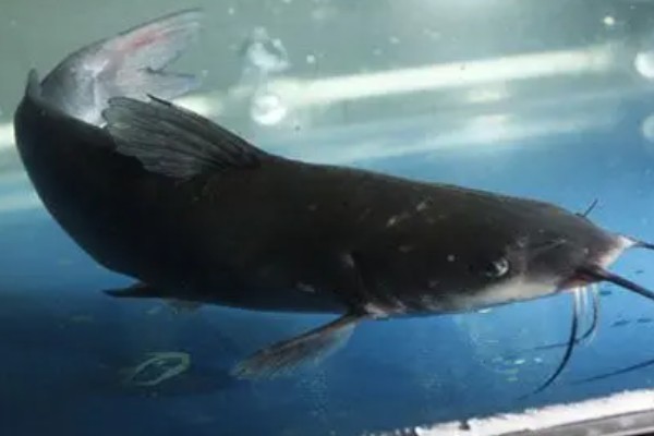 梭边鱼属于哪种鱼，是一种底栖鱼类