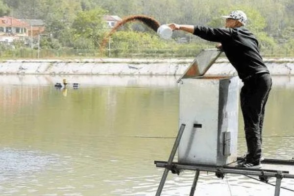 梭边鱼属于哪种鱼，是一种底栖鱼类