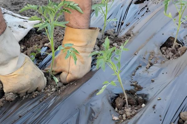 西红柿种子的种植方法，播种前种子在温水中浸泡6-8小时