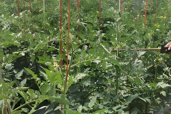 西红柿种子的种植方法，播种前种子在温水中浸泡6-8小时