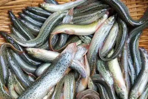 泥鳅的形态特征,其身体较小而细长