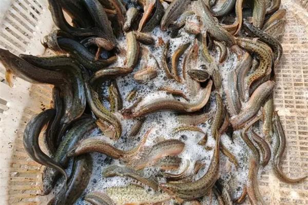 泥鳅的形态特征,其身体较小而细长