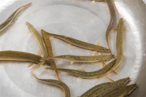 泥鳅的形态特征,其身体较小而细长