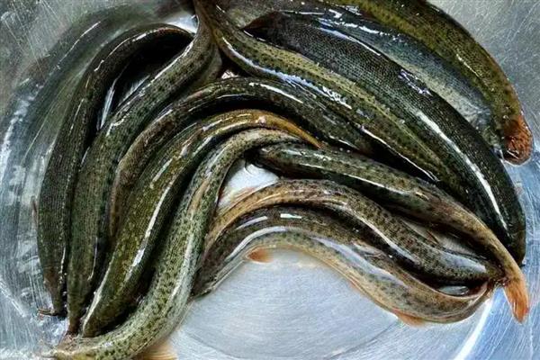 泥鳅的形态特征,其身体较小而细长