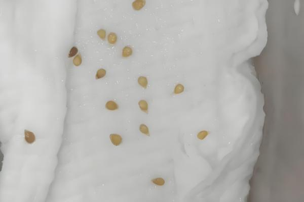 西红柿种子的种植方法，播种前种子在温水中浸泡6-8小时