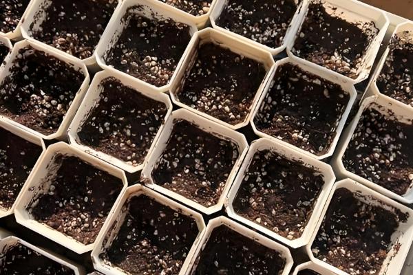 西红柿种子的种植方法，播种前种子在温水中浸泡6-8小时