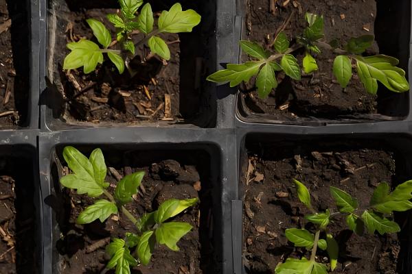 西红柿种子的种植方法，播种前种子在温水中浸泡6-8小时