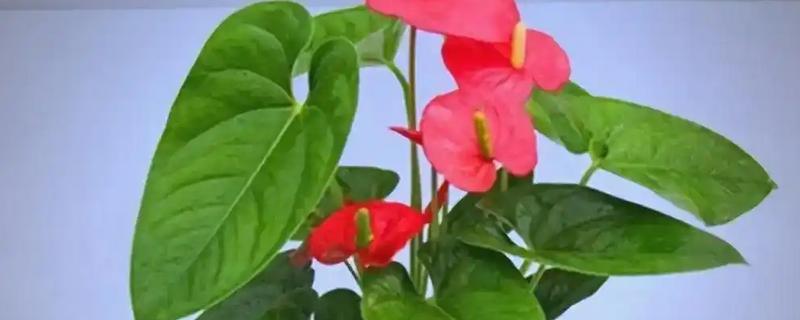 为什么红掌叶子垂下来了，可能是严重脱水所致