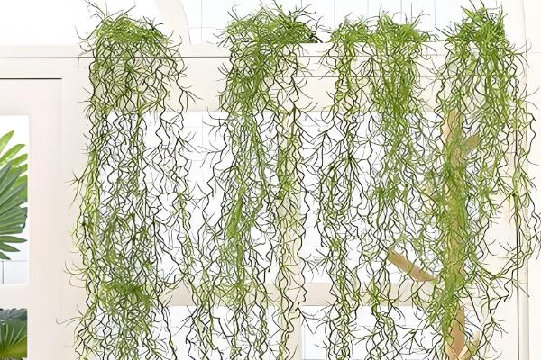 老人须变黄了如何处理，应该尽快补水