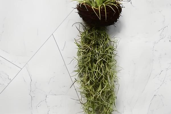 老人须变黄了如何处理，应该尽快补水