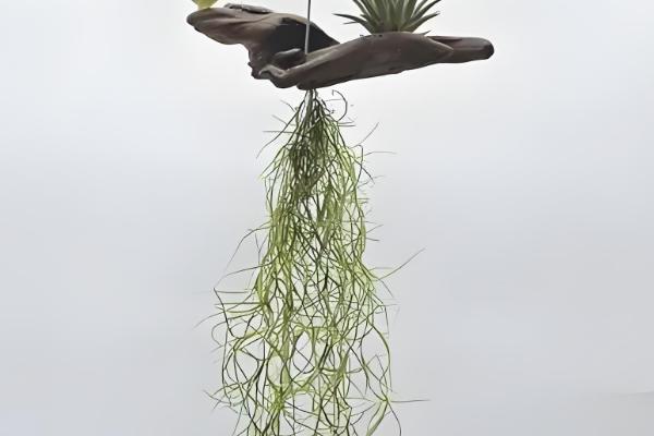 老人须变黄了如何处理，应该尽快补水