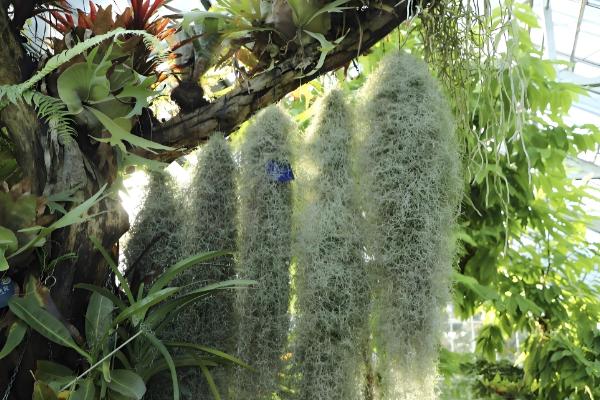 老人须变黄了如何处理，应该尽快补水