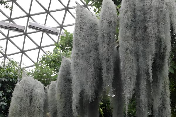 老人须变黄了如何处理，应该尽快补水