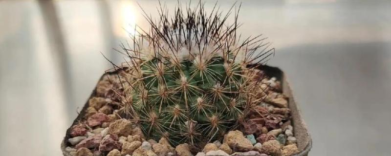 烂根的处理方法，及时将烂根剪掉