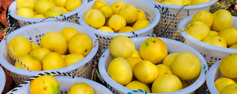 葡萄柚可以放几天，一般可以放42天左右