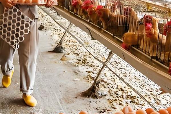 土鸡怎么养殖，对场地消毒后再放苗