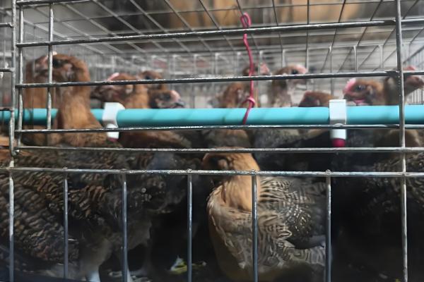 土鸡怎么养殖，对场地消毒后再放苗