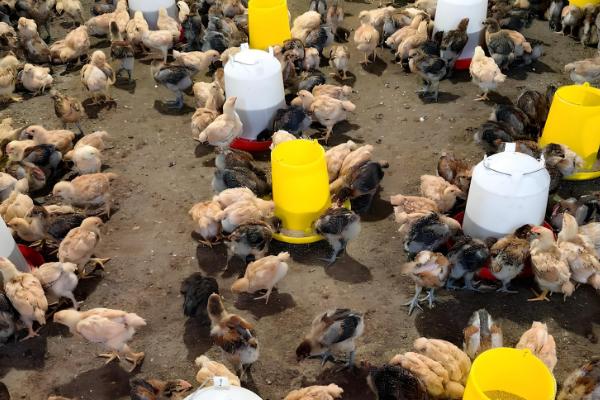 土鸡怎么养殖，对场地消毒后再放苗