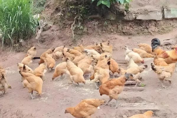 土鸡怎么养殖，对场地消毒后再放苗