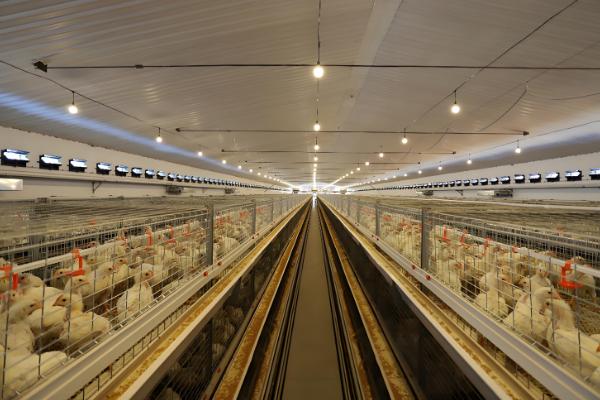 土鸡怎么养殖，对场地消毒后再放苗