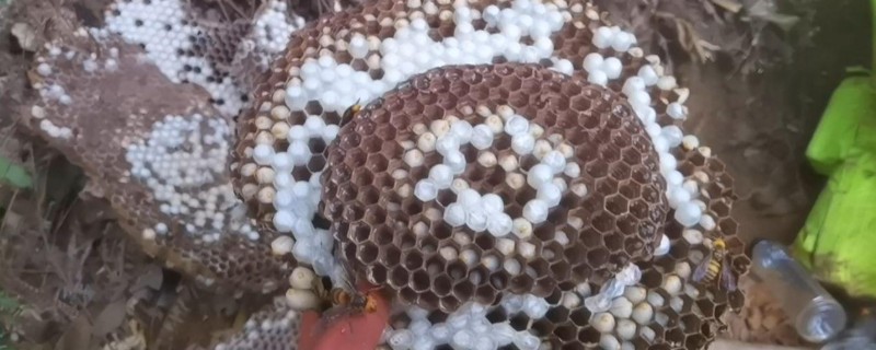 一窝马蜂能培育几只蜂王，大多是一窝一王的情况