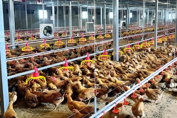 土鸡怎么养殖，对场地消毒后再放苗