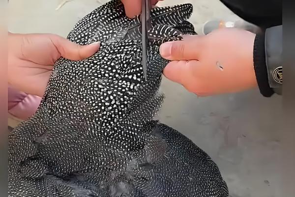 土鸡怎么养殖，对场地消毒后再放苗