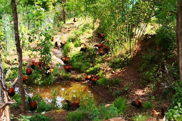 土鸡怎么养殖，对场地消毒后再放苗