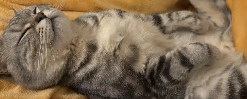 猫为什么张着嘴呼吸，急促呼吸可加快散热速度