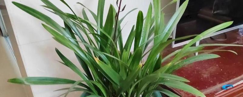 墨兰的种植方法，栽种后要浇透水