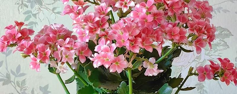 9月初长寿花能换盆吗，可以进行换盆