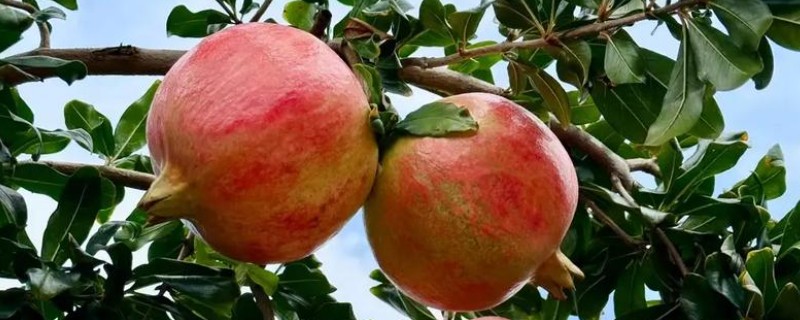 有什么出名的石榴产地，会理是中国石榴之乡