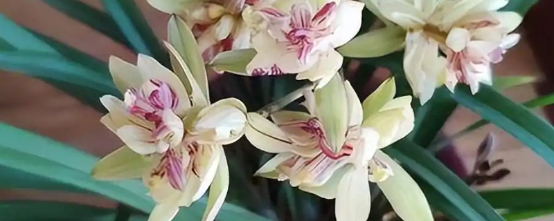 四季香兰的养殖方法，喜温暖、湿润、半阴的环境