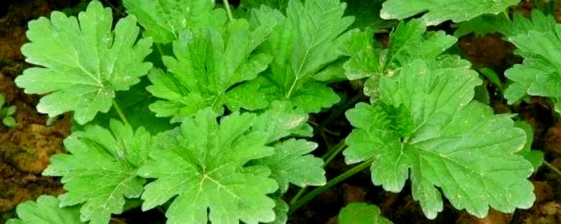 益母草的田间管理方法，每次中耕除草前浇水一次