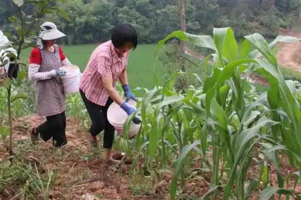 高粱怎么管理，整个生育期中耕2-3次