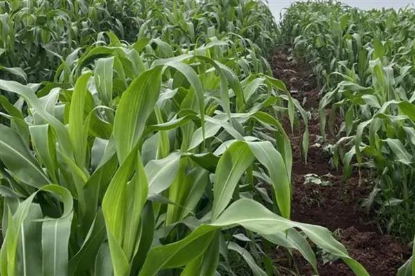 高粱怎么管理，整个生育期中耕2-3次