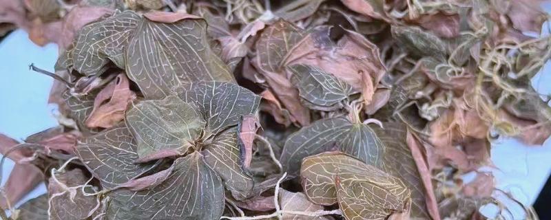 金线莲的价格，干的价格在20000元左右一斤