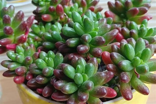 多肉长太高歪倒怎么解决，可以给其进行砍头处理