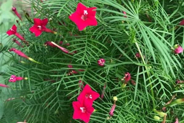 羽叶茑萝的养殖方法,需要合理的为其施加水肥